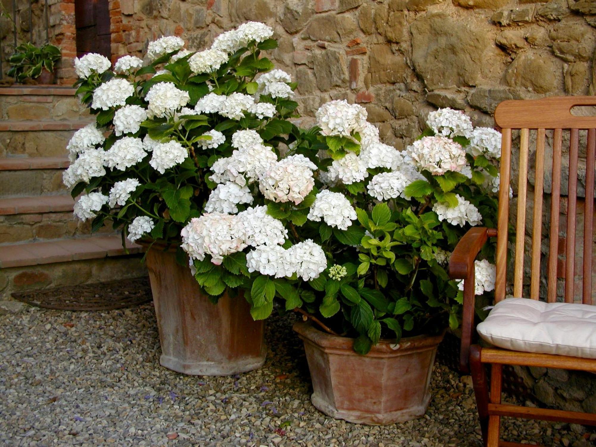 Ventena Vecchia Antico Frantoio Montevarchi Extérieur photo